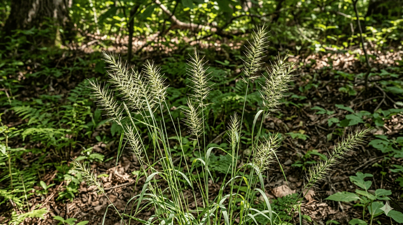 Bottlebrush Grass